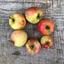 Appletree Community 